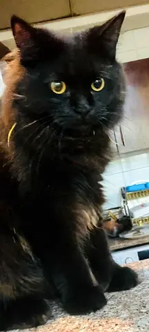 Friendly long-haired black cat available for adoption