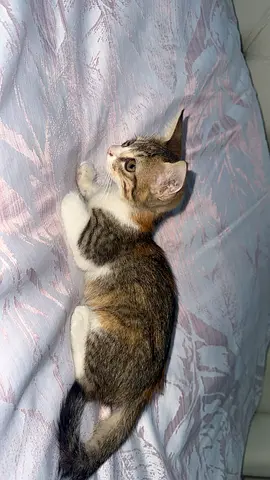 Baby female kittens available for—free adoption