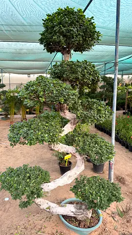 Ficus Bonsai (S-shape ~ multi-tier topiary ficus)