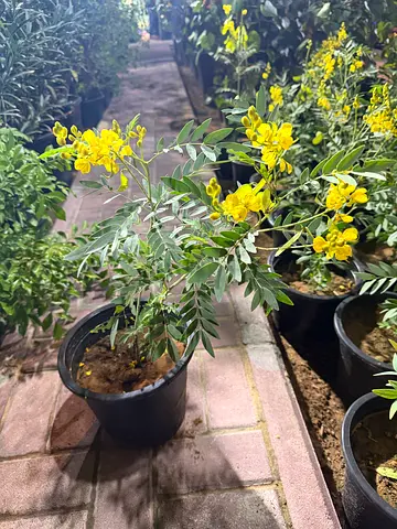 Sunshine Tree (Senna surattensis)
