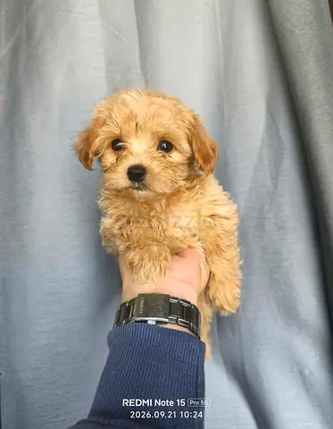 Maltipoo female-Hypoallergenic coat – For those sensitive to fur.