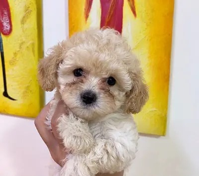 Adorable Maltipoo Puppies Looking for Loving Homes 🐾