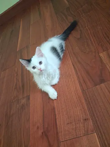 3m kittens for adoption