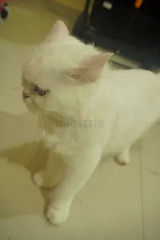 Ready to Adopt White adult cat - friendly, indoor Persian.