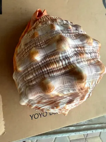 Large Decorative Sea Conch Shell - Natural Accent Piece