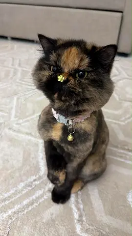 Cute and friendly cat