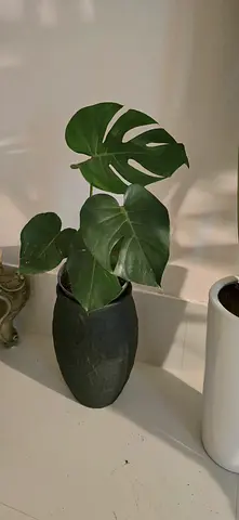 Monstera in fiber black pot