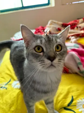 Free cats for adoption litter trained, vaccinated