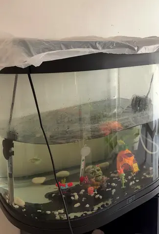 Big fish tank