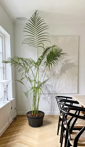 Area pal styled to slim with wooden pot