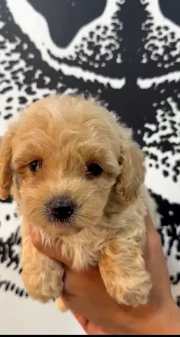 Maltipoo puppies looking for their forever home! 🐾