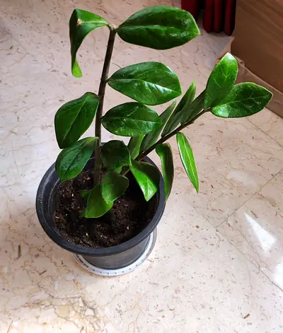 Zee plant