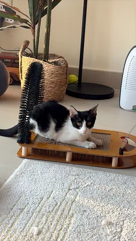 Pipi 4 months old, litter trained and vaccinated