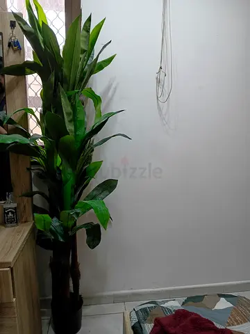 Tall artificial dracaena plant in black pot