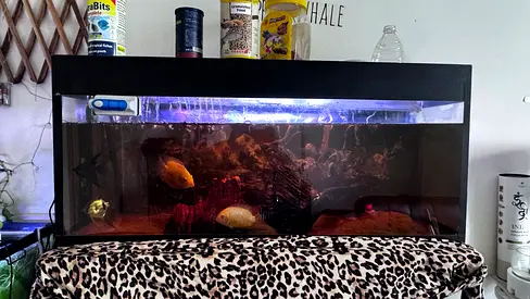 1 meter & 40cm Glass Fish Aquarium with for sale