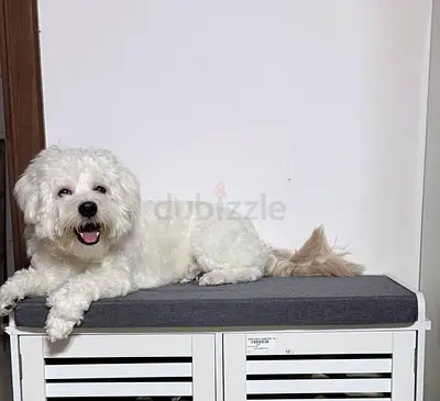 Maltipoo