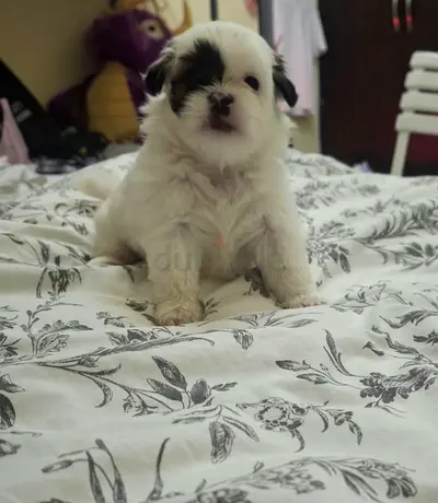 Cute fluffy puppy - small breed, ready for a new home
