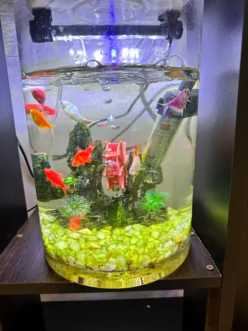 Small cylindrical glass aquarium with several platies and decorations