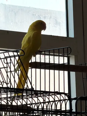 Yellow Indian Ringneck Parakeet - Healthy Adult, Tame