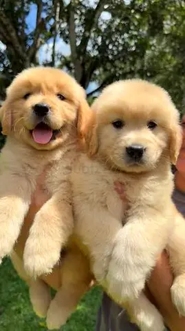 Golden retriever puppies