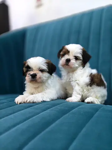 Shih Tzu Puppies for new home