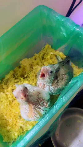 Baby cockateil