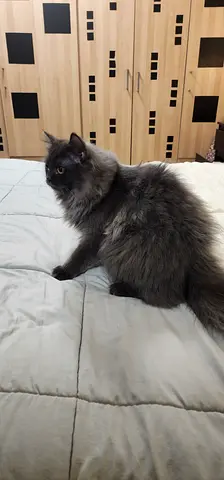 Long-haired grey cat available for adoption
