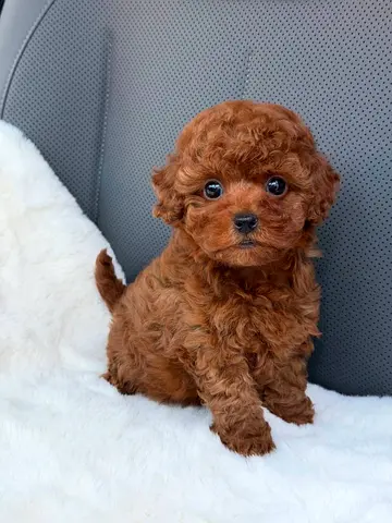 Beautiful Maltipoo Puppies