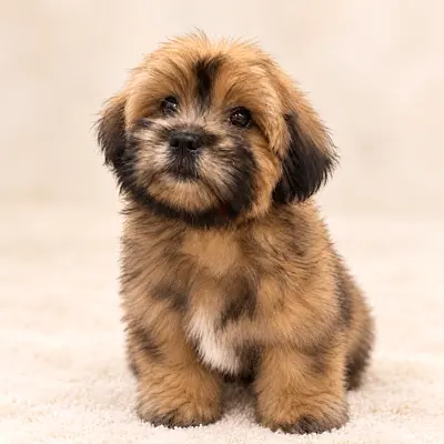 Adorable small fluffy havanese puppy, healthy and playful is looking for new home