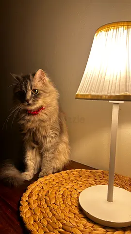 Young long-haired female cat, friendly and calm - available for free adoption