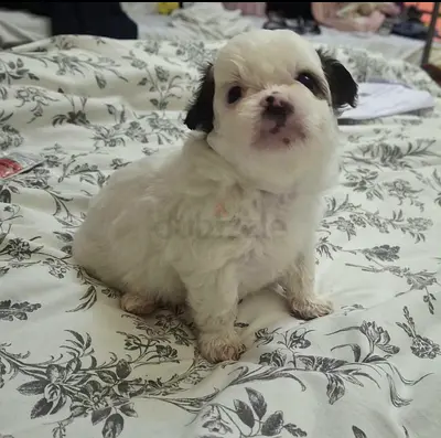 Cute small white Shih Tzu puppy — ready for a loving home