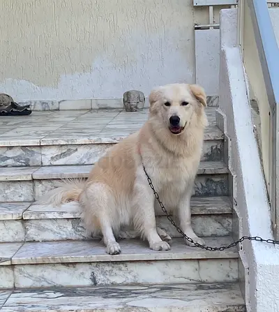 Golden Retriever for adoption