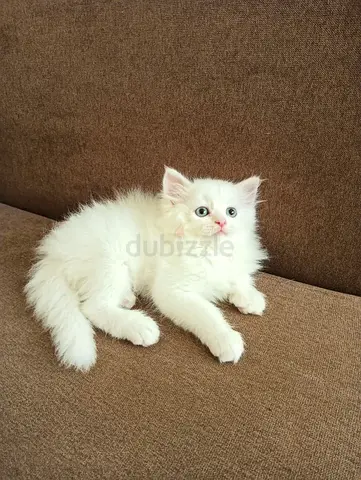Pure Persian Kittens