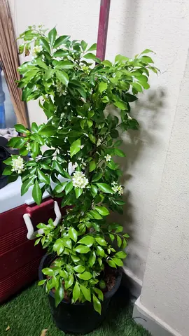 Potted indoor flowering jasmine plant - healthy, blooming