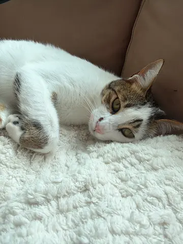 Beautiful Male Arabian Mau Cat - Urgent Free Adoption