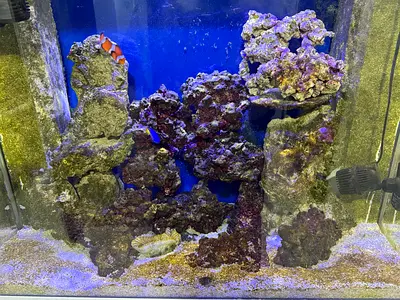 Live marine rock for sale