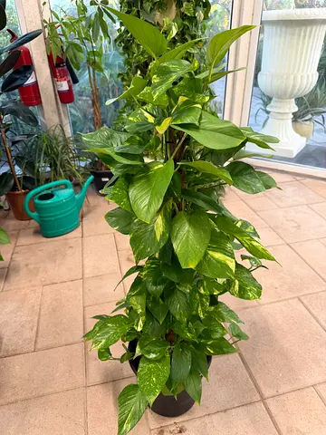 Money Plant ~ 120cm ht ~ Indoor plant