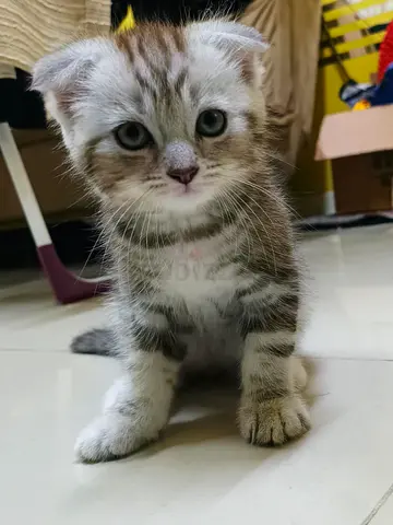 Cute Scottish Fold male kitten - 8 weeks, playful and healthy