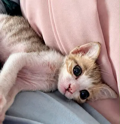 Young kitten looking for a loving home - friendly and playful with free adoption