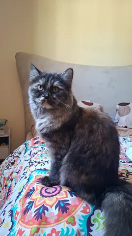 Cat for free
