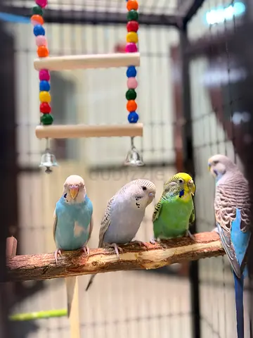 Four budgies (parakeets) ready for new home — healthy and friendly