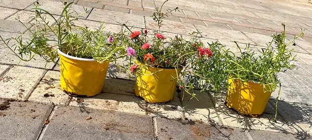 Set of 3 small outdoor potted flowering plants in yellow pots