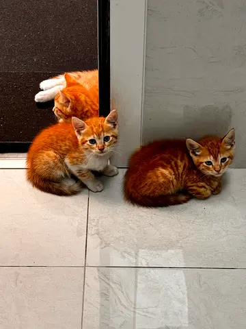 Mixed breed kittens free adoption