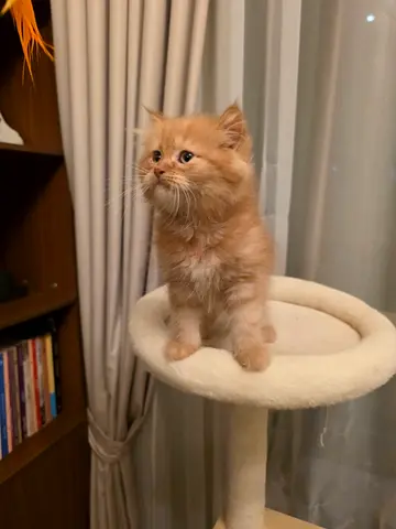 60 days handsome Persian Ginger Golden Doll face kitten available for adoption friendly and playful