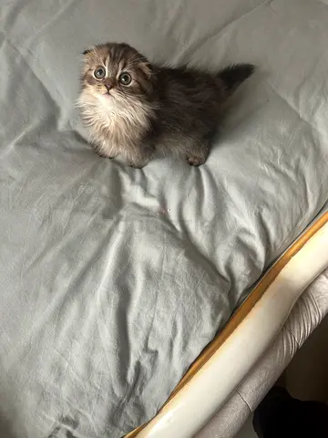 Cats