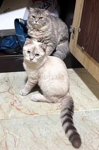 2 friendly Scottish Fold/Exotic Shorthair mix cats looking for a new home