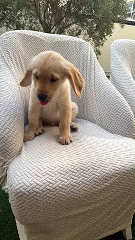 10-week-old Golden Retriever puppy looking for a loving home