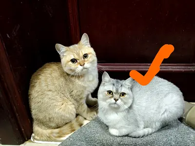 Silver Chinchilla kitten - 6M