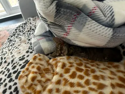 Sweet Little Kitten Looking for a Loving Home 🐾