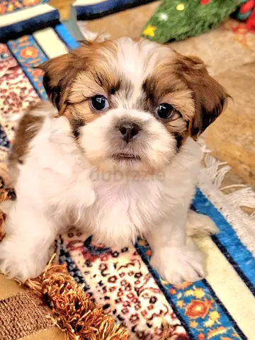 Puppy Shihtzu boy puppies male dog
